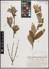 Foto von Salix caprea L. x Salix viminalis L.